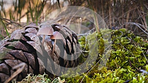 Mushrooms growing from a pine cone