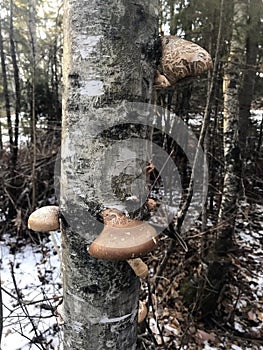 Mushrooms growing on a poplar tree, Lake of the Woods