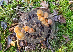 Mushrooms growing on a rotting tree stem in Borger photo