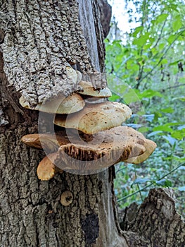 Mushrooms growing on the side of a tree