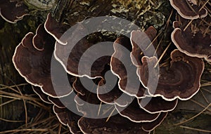 Mushrooms growing on a tree bark, Mushroom patterns and texture photo