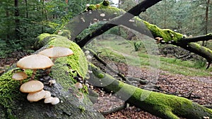 Mushrooms growing on a tree covered in moss