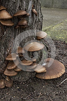 Mushrooms growing on a tree. Proper preparation in cooking. Close-up. Vertical