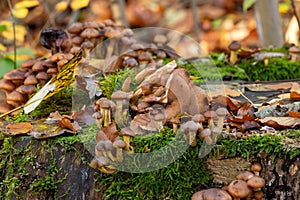 Mushrooms growing on a tree stump in the autumn forest