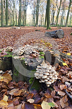 Mushrooms growing on a tree trunk in Autumn