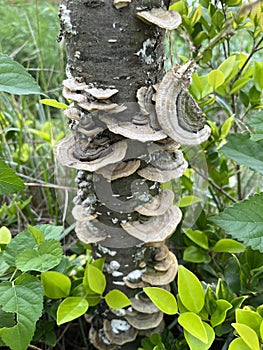 Mushrooms growing on tree trunks after rain