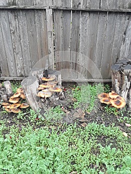 Mushrooms growing wildly