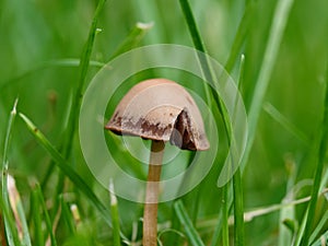 Mushrooms growing on your lawn