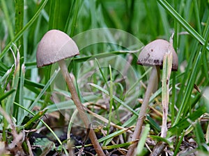 Mushrooms growing on your lawn photo