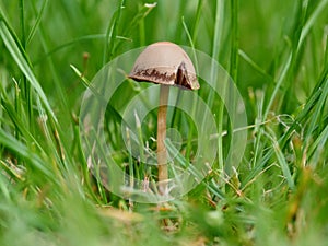 Mushrooms growing on your lawn photo