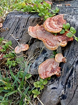 Mushrooms grown on fallen tree trunk