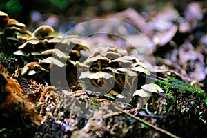 Mushrooms, Hallucinogen, Blur Effect, Seasonal Ingredients, Forest Ground, Poison