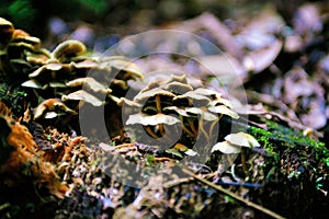Mushrooms, Hallucinogen, Blur Effect, Seasonal Ingredients, Forest Ground, Poison photo