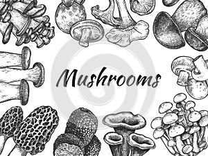 Mushrooms. Hand drawn different mushrooms organic vegetarian product food, sketch design for menu, label or packaging
