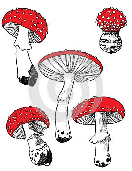 Poisonous Mushrooms Amanita photo