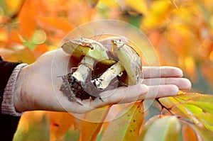 Mushrooms in a hand