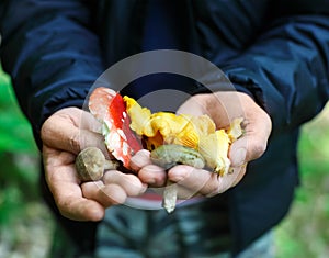 Mushrooms in a hands of a man