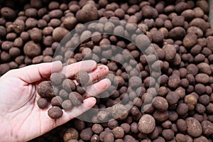 Mushrooms in the hands. Thai word `Hed Thop` or hygroscopic earthstar is a small mushroom in the family. Diplocystaceae Whe