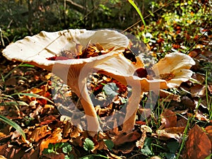 Mushrooms that have caught leaves and beechnuts