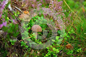 Mushrooms on a heather field.