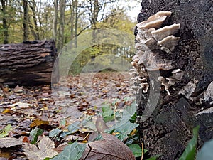 Mushrooms holland