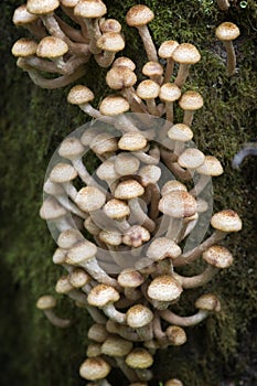 Mushrooms Honey agaric Armillaria mellea growing on birch