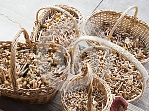 Mushrooms honey agaric in baskets