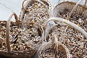 Mushrooms honey agaric in baskets