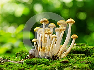 Mushrooms honey agaric