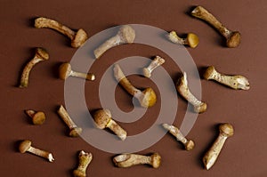 Mushrooms, honey agarics on a brouwn background photo