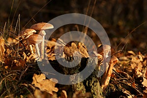 Mushrooms, Honey fungus Armillaria