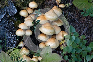 Mushrooms in a humid forest. Iceland