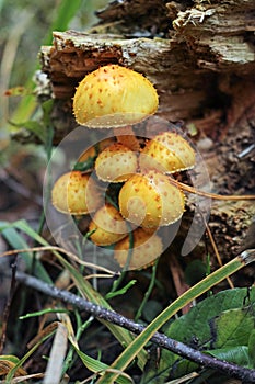 Mushrooms Hypholoma fasciculare