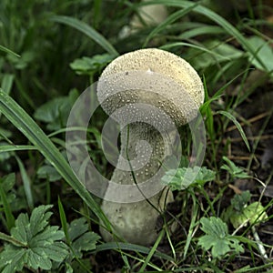 Mushrooms, icon of autumn, messenger of leaving summer.