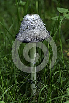 Mushrooms, icon of autumn, messenger of leaving summer.