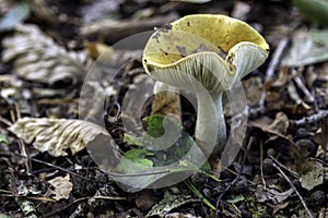 Mushrooms, icon of autumn, messenger of leaving summer