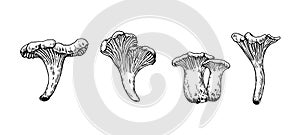 Mushrooms illustration in engraving style. Black ink drawing of chanterelle isolated on white background.