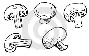 Mushrooms ink drawing vector set, illustration of white champignons whole and cut from different points of view for culinary