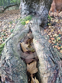 Mushrooms inside a rooth