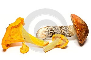 Mushrooms isolated over white