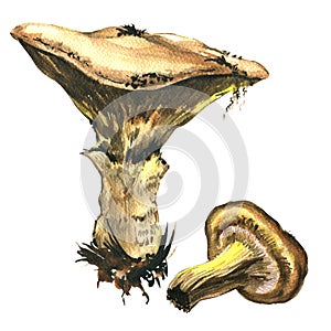 Mushrooms isolated, watercolor illustration on white