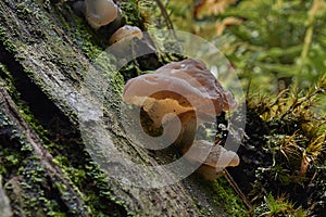 Mushrooms Judas Ear Auricularia auricula-judae a family of fungi commonly known as wood ear or jelly ear, edible, healthy mushro