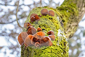 Mushrooms known as Jews ear on mossy tree stem