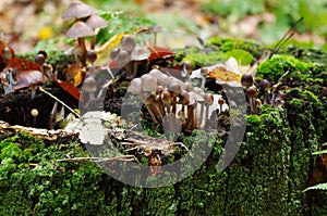 Mushrooms (kuehneromyces lignicola)