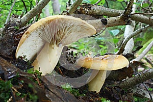 Mushrooms Lactarius photo