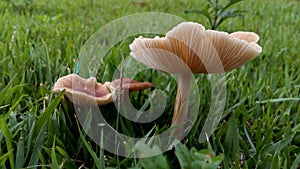 Mushrooms land photo