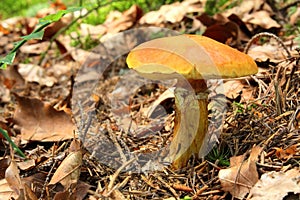 Mushrooms Larch bolete