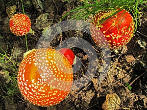 The mushrooms are large with a red hat with white dots