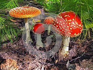 The mushrooms are large with a red hat with white dots