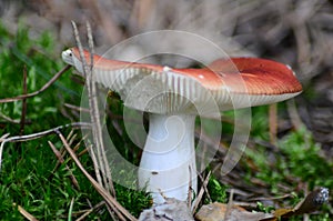 mushrooms on with latin name agaricus silvaticus in a forest glade
